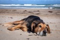 New Zealand Huntaway lying on beach in sun two days after retiring from being a full time sheepdog Royalty Free Stock Photo