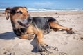 New Zealand Huntaway lying on beach in sun two days after retiring from being a full time sheepdog Royalty Free Stock Photo