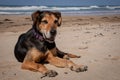 New Zealand Huntaway lying on beach in sun two days after retiring from being a full time sheepdog Royalty Free Stock Photo
