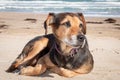 New Zealand Huntaway lying on beach in sun two days after retiring from being a full time sheepdog