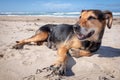 New Zealand Huntaway dog at the beach after retiring from 10 years working full time sheep herding Royalty Free Stock Photo