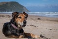 New Zealand Huntaway dog at the beach after retiring from 10 years working full time sheep herding