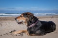 New Zealand Huntaway dog at the beach after retiring from 10 years working full time sheep herding Royalty Free Stock Photo