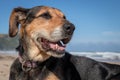 New Zealand Huntaway dog at the beach after retiring from 10 years working full time sheep herding