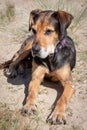 New Zealand Huntaway on beach in sun two days after retiring from being a full time sheepdog Royalty Free Stock Photo