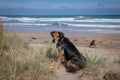 New Zealand Huntaway on beach in sun two days after retiring from being a full time sheepdog Royalty Free Stock Photo