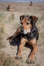 New Zealand Huntaway on beach in sun two days after retiring from being a full time sheepdog