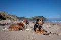 New Zealand Huntaway dog at the beach after retiring from 10 years working full time sheep herding Royalty Free Stock Photo