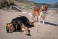 New Zealand Huntaway on beach in sun two days after retiring from being a full time sheepdog Royalty Free Stock Photo