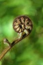 New Zealand iconic fern koru Royalty Free Stock Photo