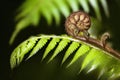 New Zealand iconic fern koru Royalty Free Stock Photo