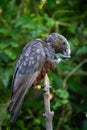 New Zealand Kaka bird feeding on a post in Wellington