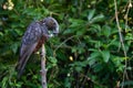 New Zealand Kaka bird feeding on a post in Wellington Royalty Free Stock Photo