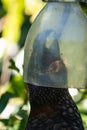 New Zealand Kaka bird Feeding in Wellington Royalty Free Stock Photo