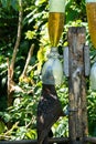 New Zealand Kaka bird Feeding in Wellington Royalty Free Stock Photo