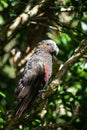 New Zealand Kaka bird in a tree in Wellington Royalty Free Stock Photo