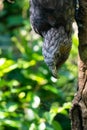 New Zealand Kaka bird in a tree in Wellington Royalty Free Stock Photo