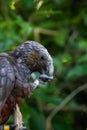 New Zealand Kaka bird in a tree in Wellington Royalty Free Stock Photo