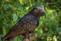 New Zealand Kaka Brown Parrot Crest Feathers Royalty Free Stock Photo