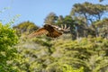 New Zealand Kaka Brown Parrot In Flight Royalty Free Stock Photo