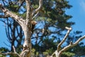 New Zealand Kaka Brown Parrot Hiding Behind Tree Royalty Free Stock Photo