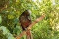 New Zealand Kaka Brown Parrot Holding Seed With Claws Royalty Free Stock Photo