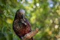 New Zealand Kaka Brown Parrots Sitting In Tree With Background Bokeh Blur