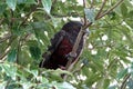 Kaka bird in tree on North Island, New Zealand Royalty Free Stock Photo