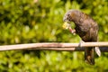 New Zealand Kaka Parrot Royalty Free Stock Photo