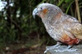 New Zealand Kaka Parrot Royalty Free Stock Photo