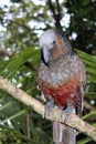 New Zealand Kaka Parrot Royalty Free Stock Photo