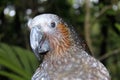 New Zealand Kaka Parrot