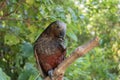 New Zealand Kaka Parrot In Forest Royalty Free Stock Photo