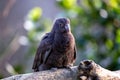 New Zealand Kaka Parrot (Nestor meridionalis) in Auckland