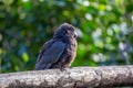 New Zealand Kaka Parrot (Nestor meridionalis) in Auckland Royalty Free Stock Photo