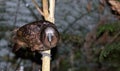 New Zealand Kaka Parrot Royalty Free Stock Photo