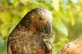 New Zealand Kaka Brown Parrot Eating