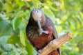New Zealand Kaka Brown Parrot Holding Beak With Claw