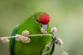 New Zealand Kakariki Holding Branch.