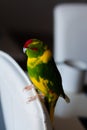 Kakariki parrot sitting on the wall of a chair Royalty Free Stock Photo