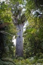 New zealand, kauri tree tane mahuta Royalty Free Stock Photo