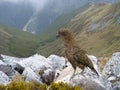 New Zealand Kea on the Kepler track