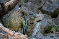 New Zealand Kea on Rocky Slope