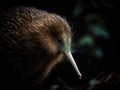 New Zealand Kiwi Royalty Free Stock Photo