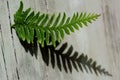 New Zealand Kiwi fern