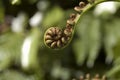 New Zealand Koru