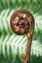 New Zealand Koru fern frond