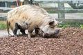 New Zealand Kunekune pig