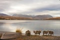 New Zealand lake side view with sheep