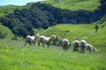 New Zealand landscape with a group of sheep Royalty Free Stock Photo